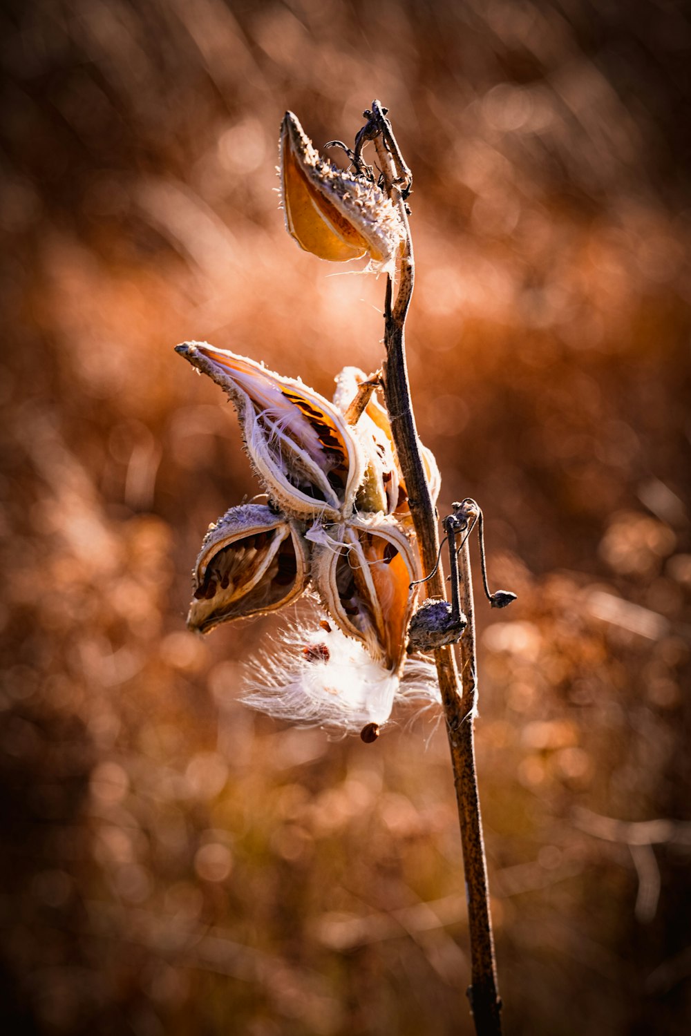 une fleur morte au milieu d’un champ