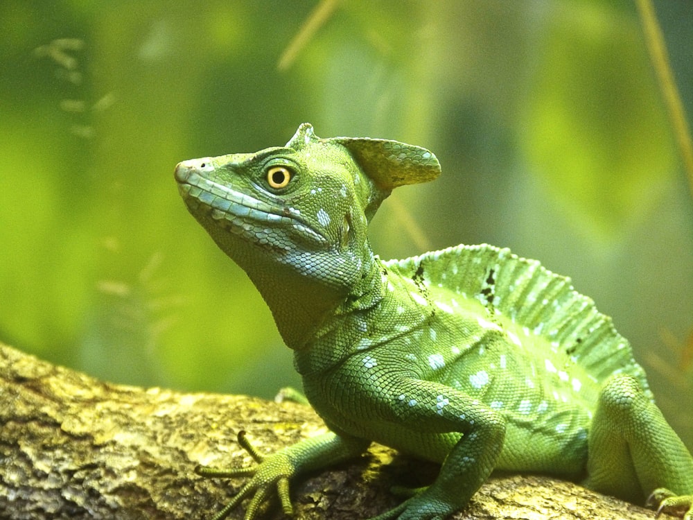 a close up of a lizard on a tree branch