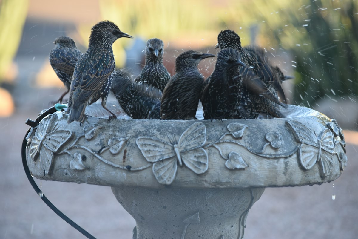 Group of birds sitting on a heated bird bath in winter