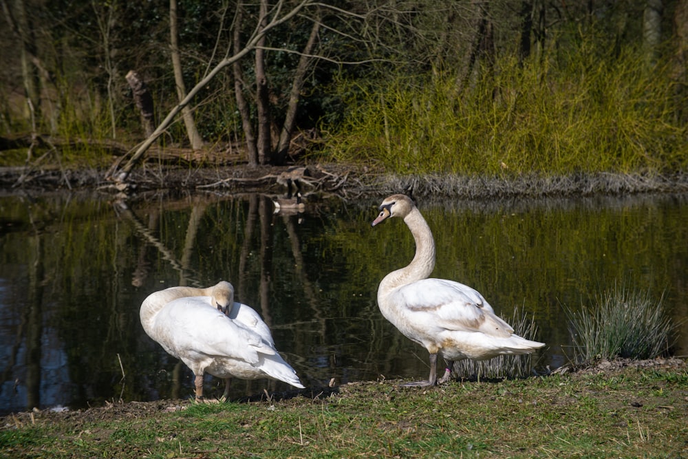 two white birds standing next to a body of water