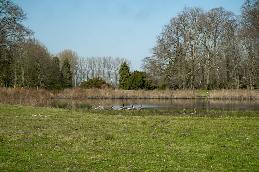 a grassy field with a pond in the middle of it