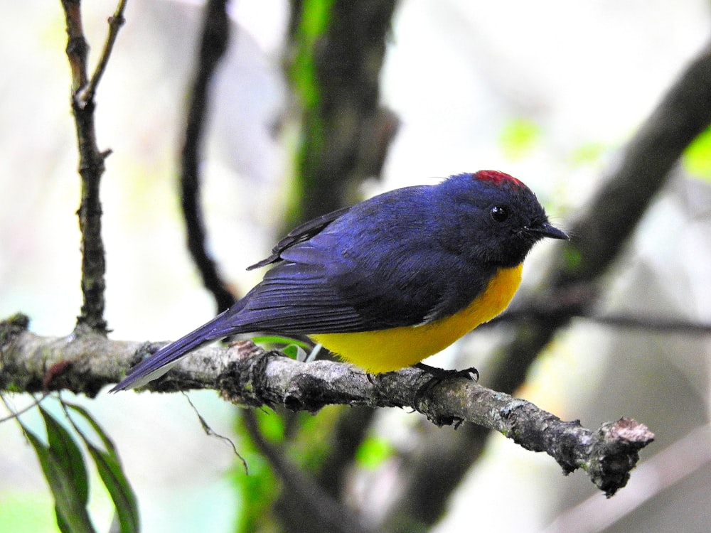 Un pájaro azul y amarillo sentado en la rama de un árbol