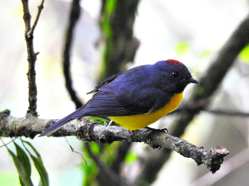 a blue and yellow bird sitting on a tree branch