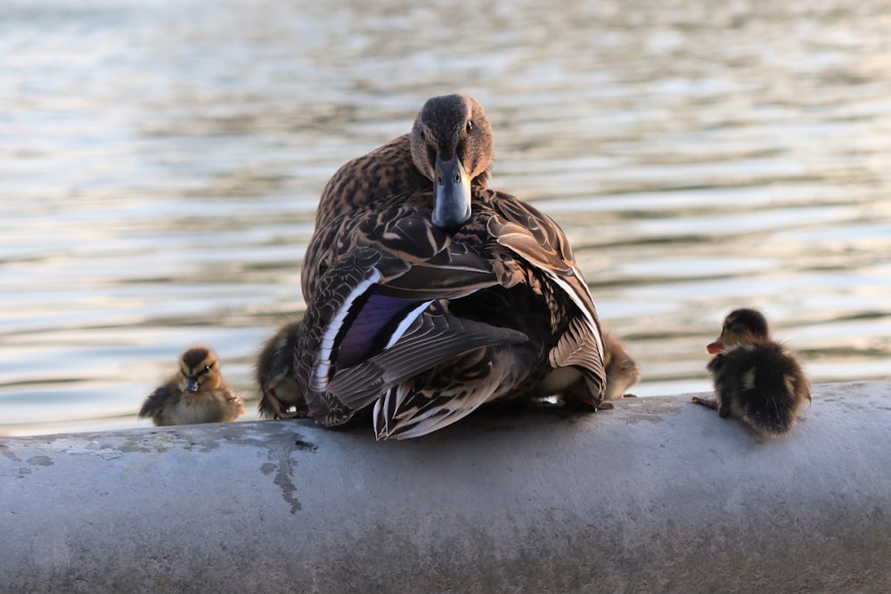 a duck sitting on top of a cement wall next to a body of water