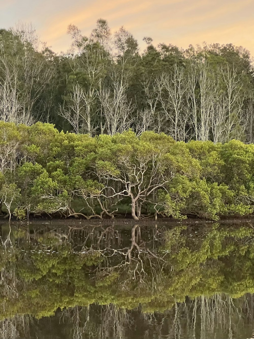 a body of water surrounded by trees and grass