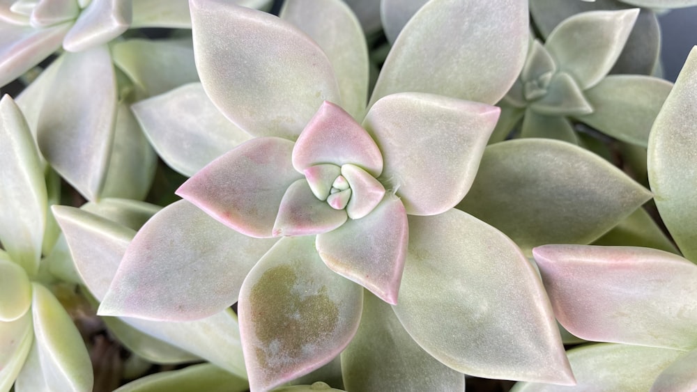 a close up of a bunch of green and pink flowers