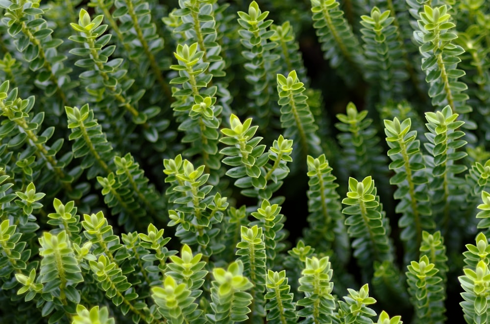 a close up of a plant with green leaves