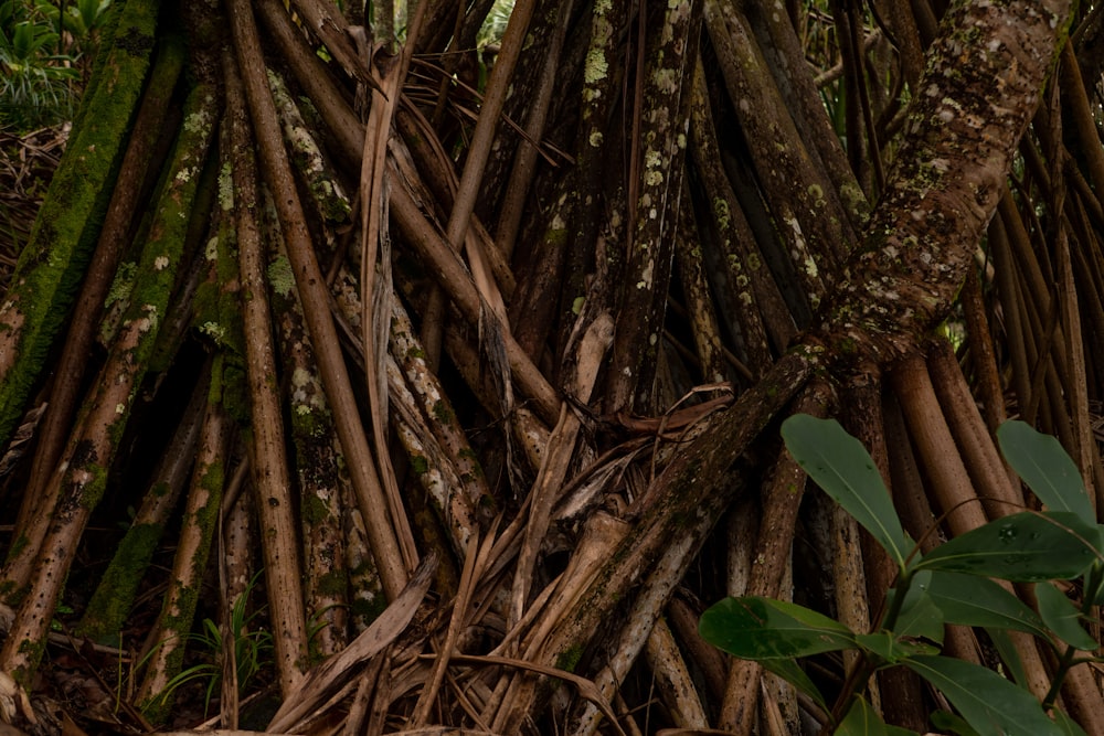 a bunch of sticks that are in the dirt