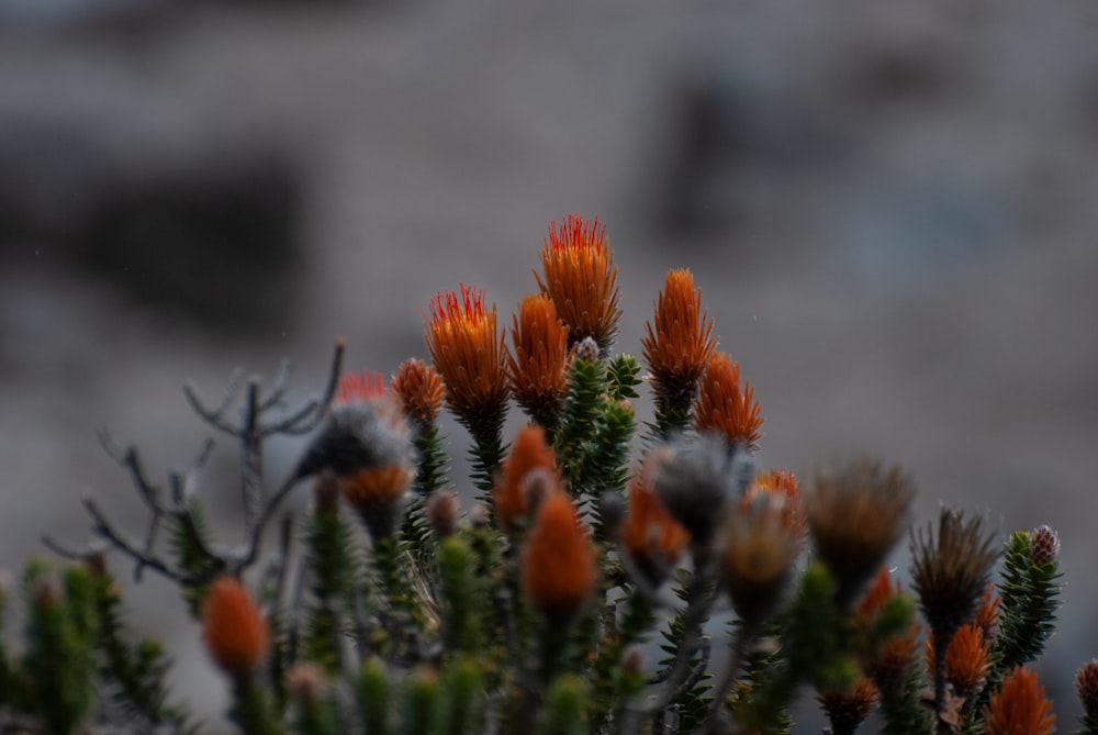 a close up of a plant with orange flowers