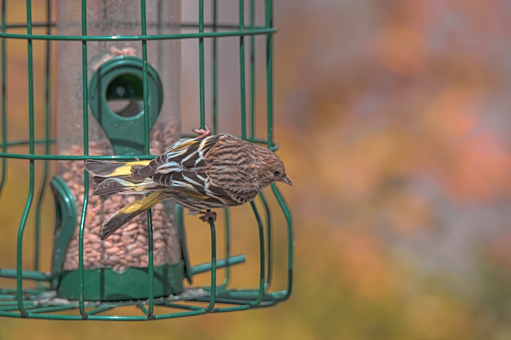 a bird that is sitting on a bird feeder