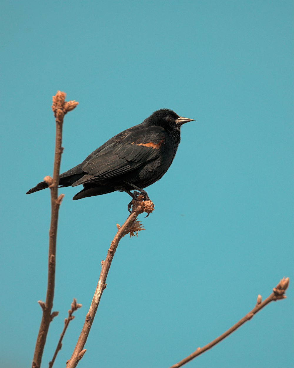 a black bird sitting on top of a tree branch