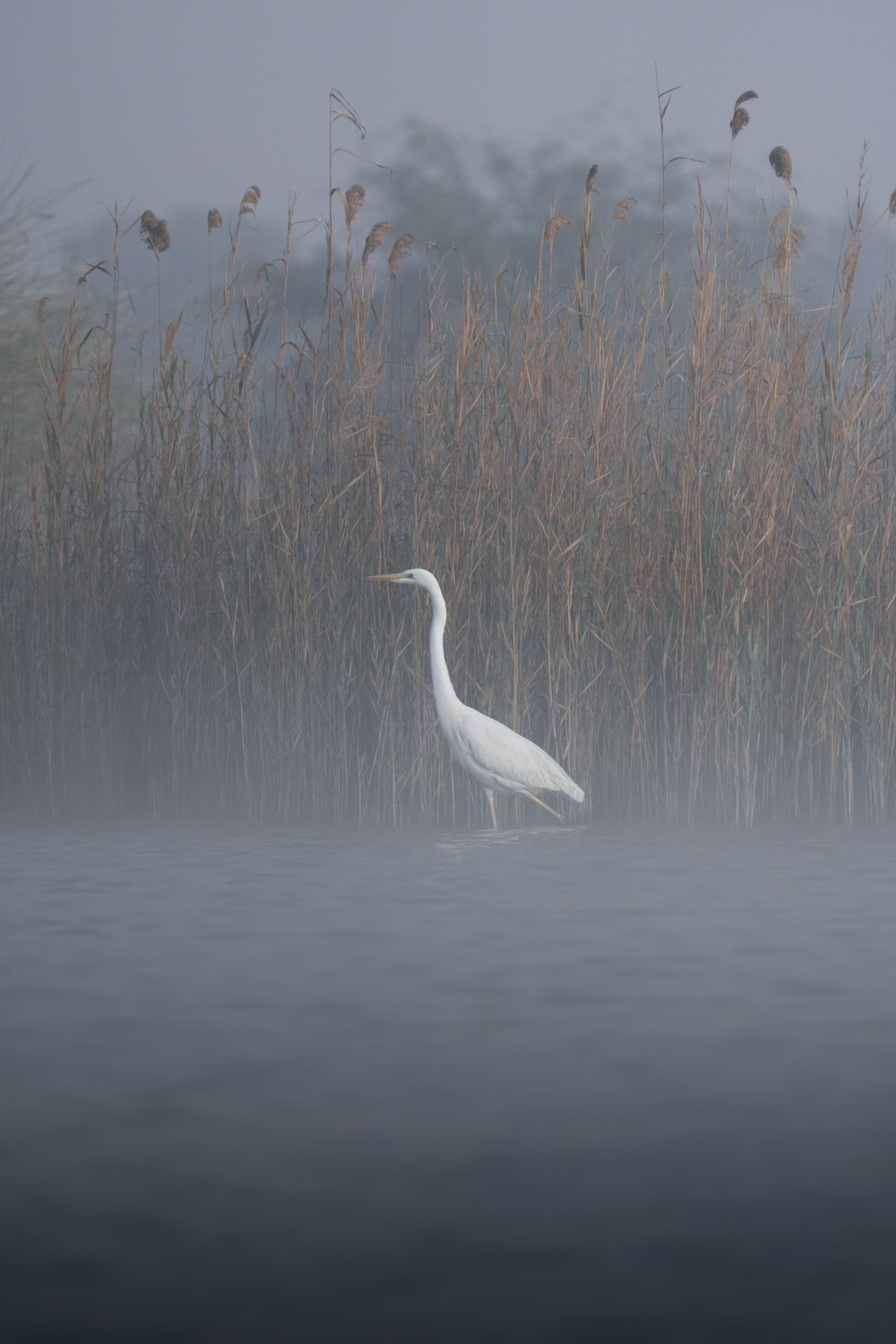 Un uccello bianco in piedi nel mezzo di uno specchio d'acqua