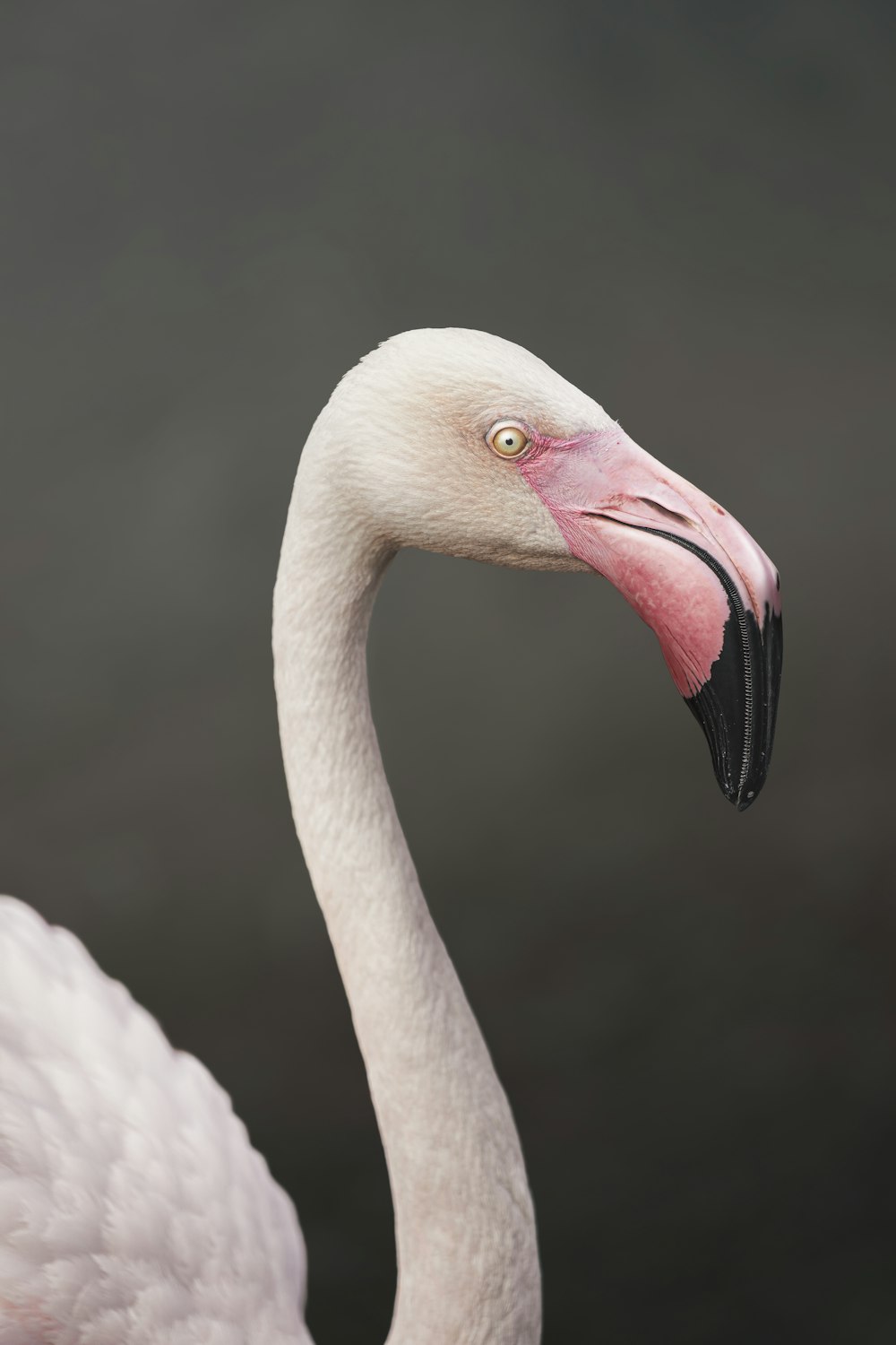 a close up of a flamingo with a black background