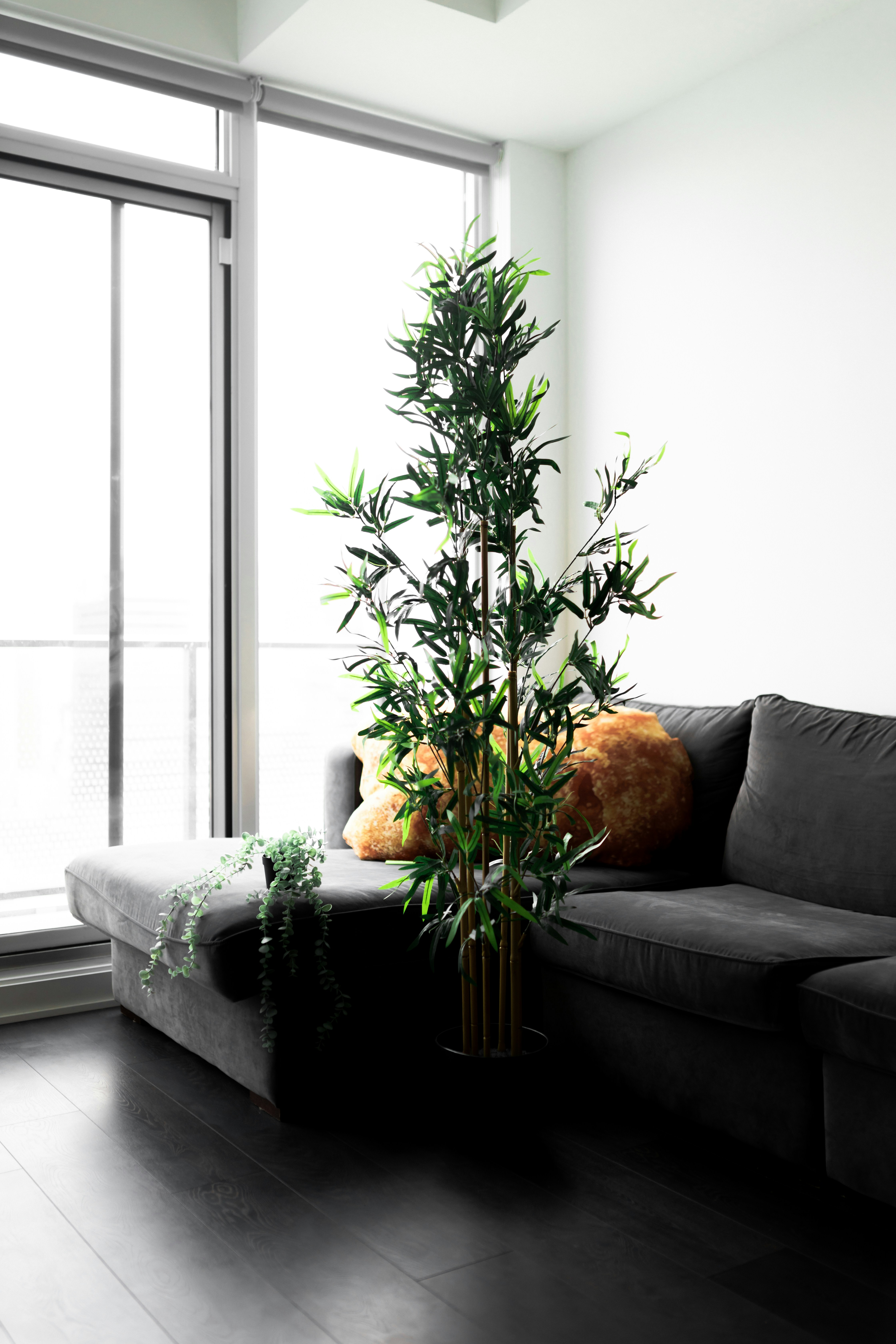 ein Wohnzimmer mit einer Couch und einem Baum