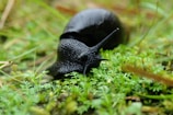 A black snail with a textured shell and body is moving across a bed of lush green moss and small plants. The snail's antennae are extended, and the environment appears damp, suggesting a moist habitat.