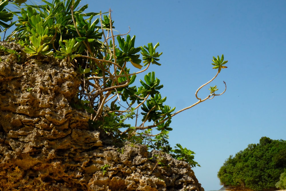 a tree growing out of the side of a cliff