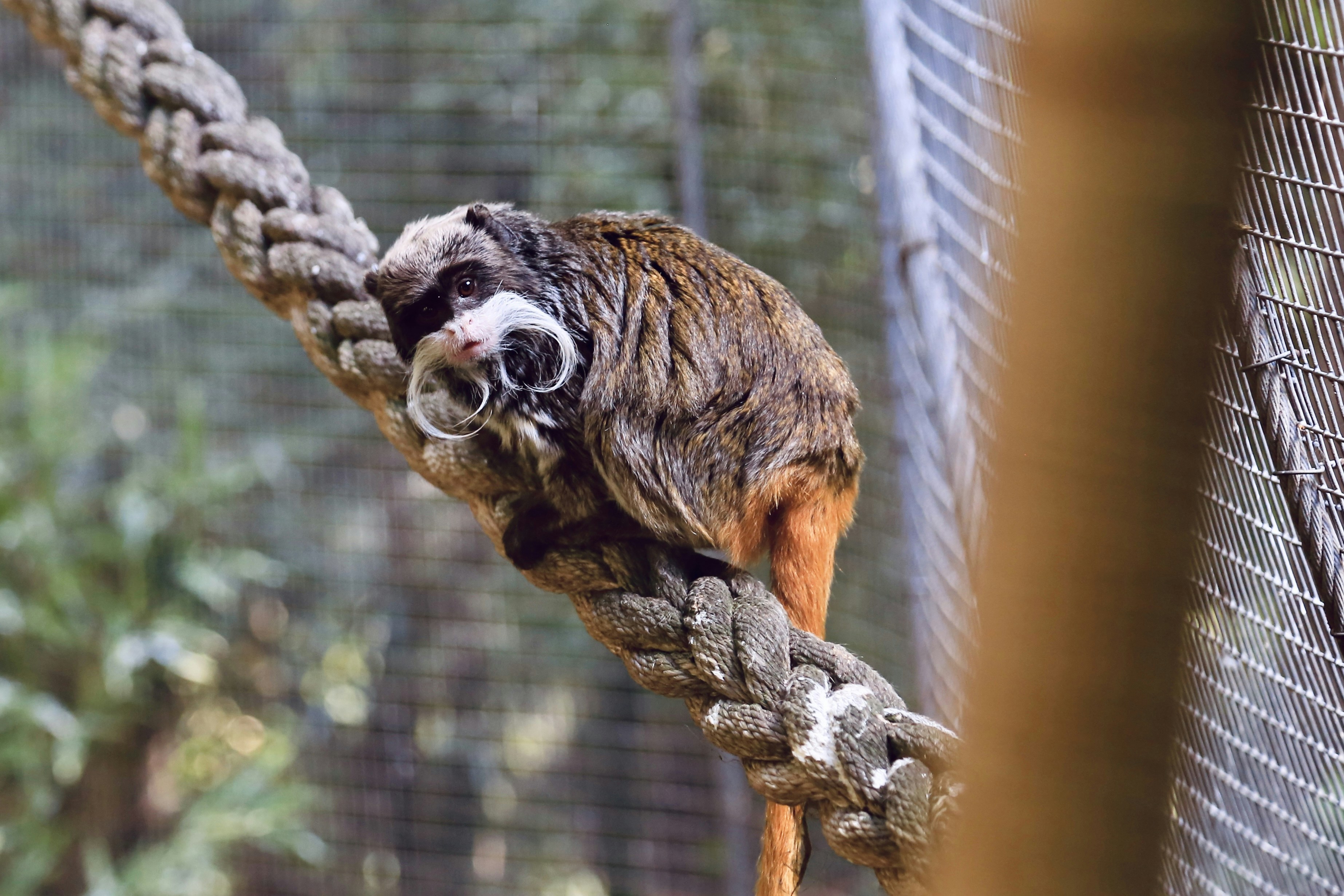 Un mono está trepando por una cuerda en un zoológico