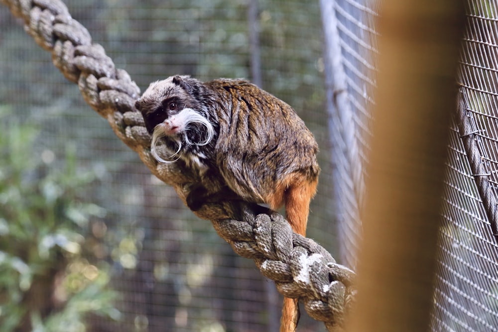 a monkey is climbing on a rope in a zoo