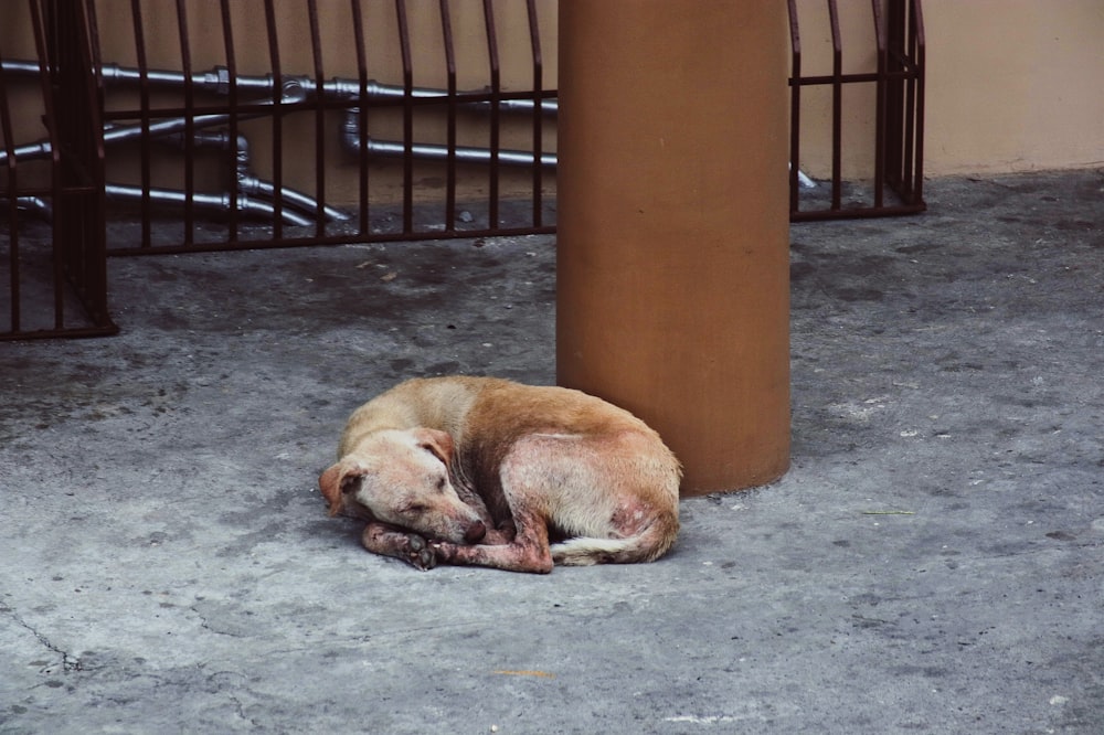 a dog sleeping on the ground next to a pole