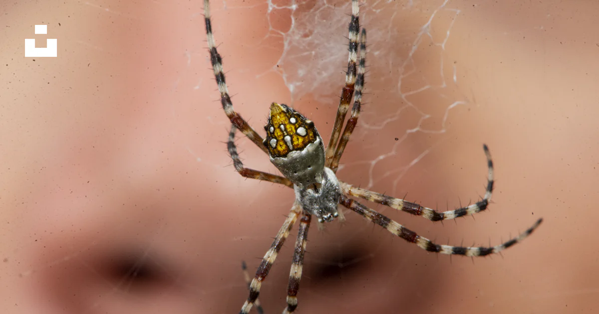 Un primer plano de una araña en la cara de una persona foto – Imagen de ...