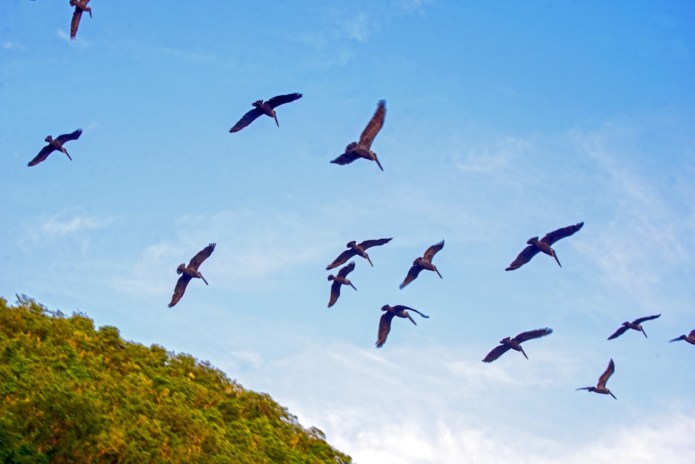 緑豊かな丘の中腹を飛ぶ鳥の群れ