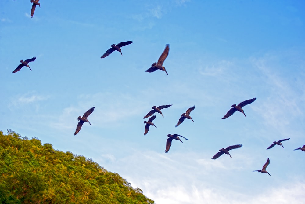 a flock of birds flying over a lush green hillside