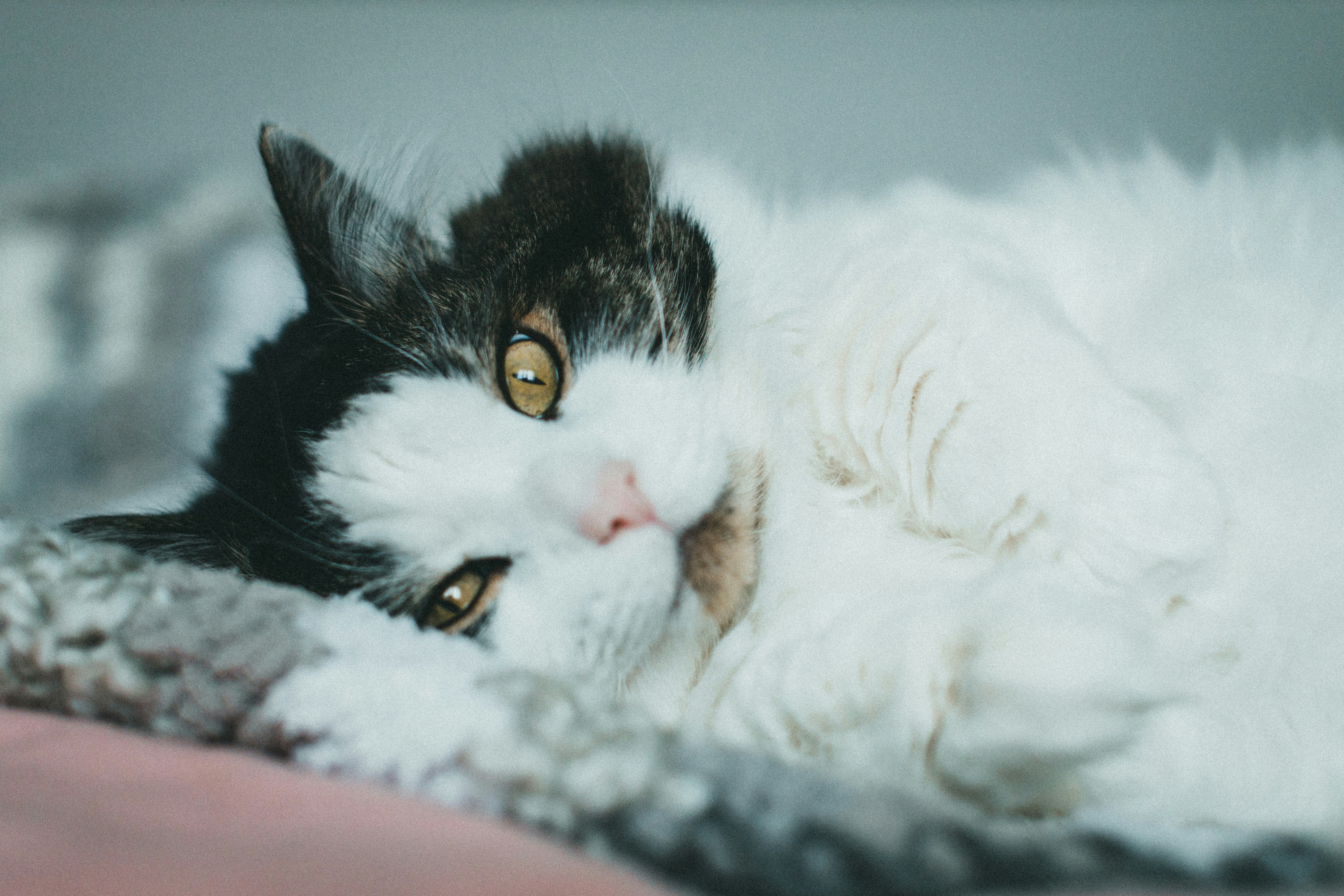 Photo by theshuttervision