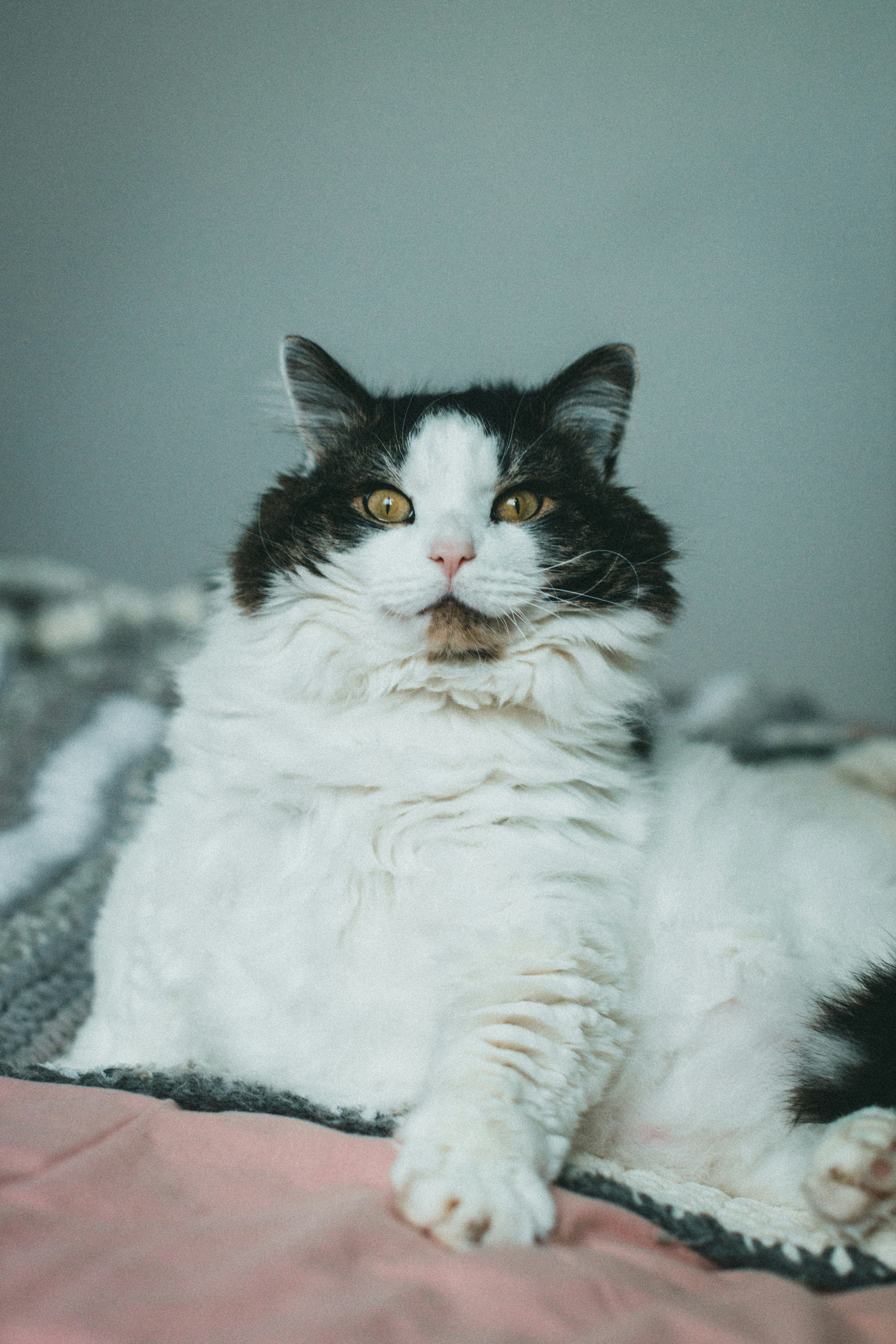 A black and white cat laying on a bed photo – Free Grey Image on Unsplash