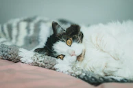 A gentle cat curled up peacefully in a cozy foster home setting.