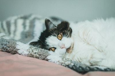 A calm cat resting comfortably in a cozy home environment.
