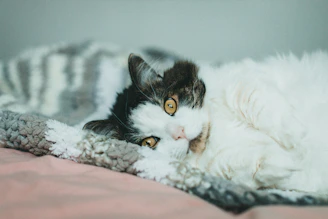 A gentle cat curled up peacefully in a cozy foster home setting.