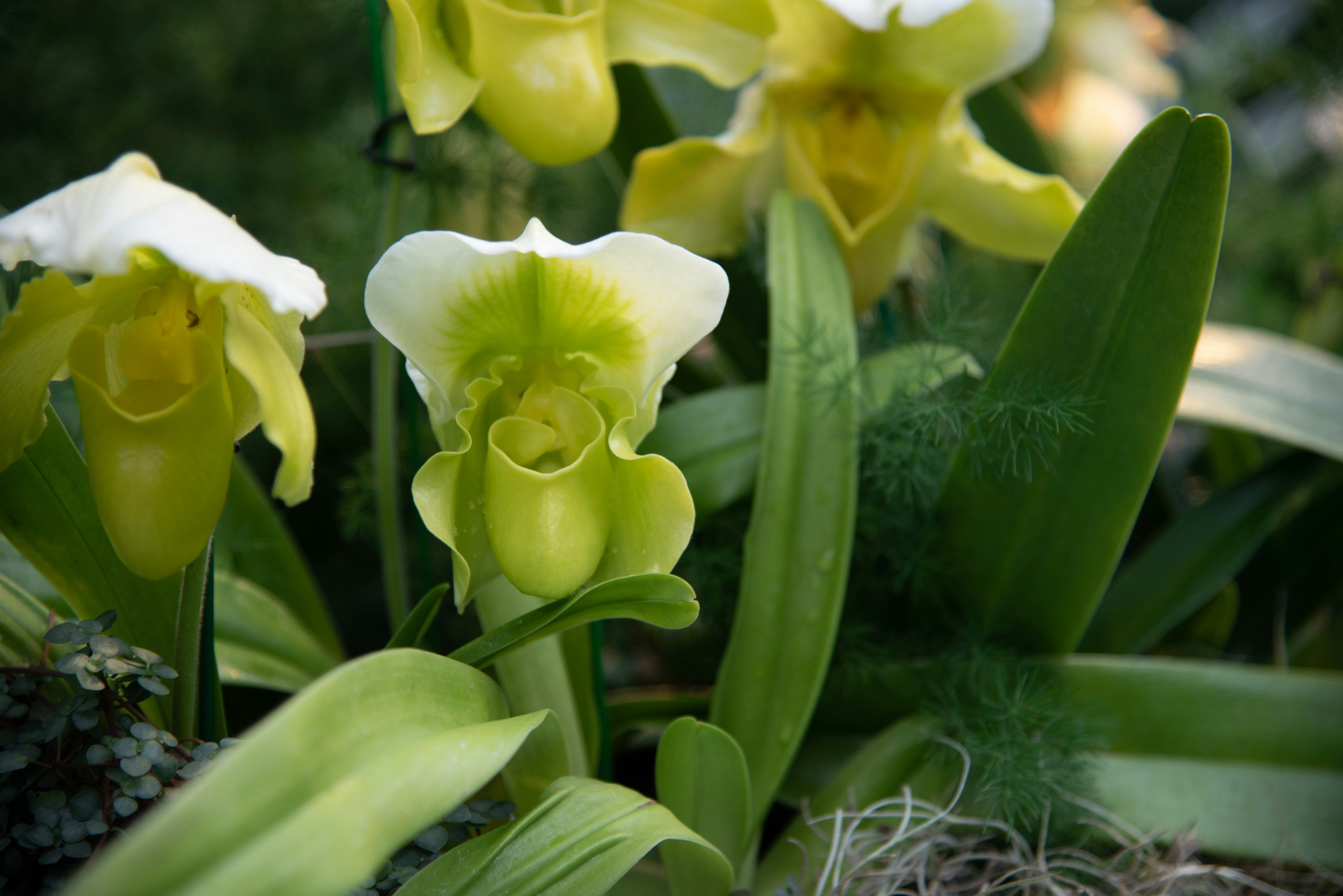 a group of yellow and white flowers in a garden
