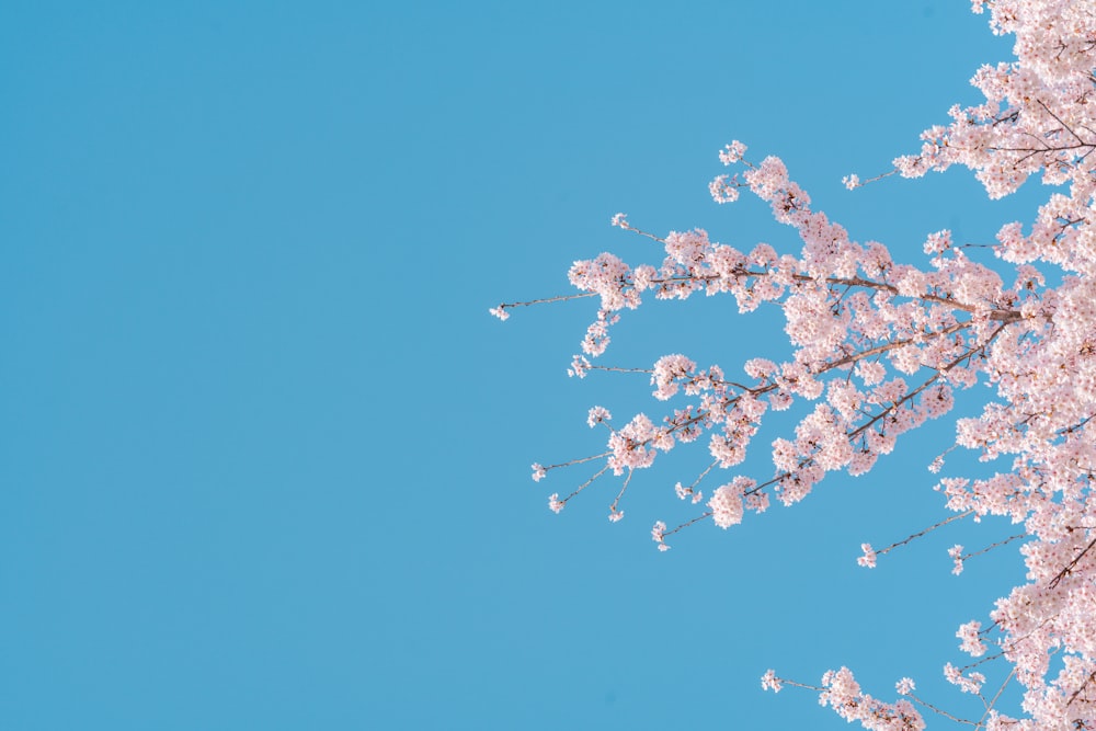 a blue sky with pink flowers in the foreground