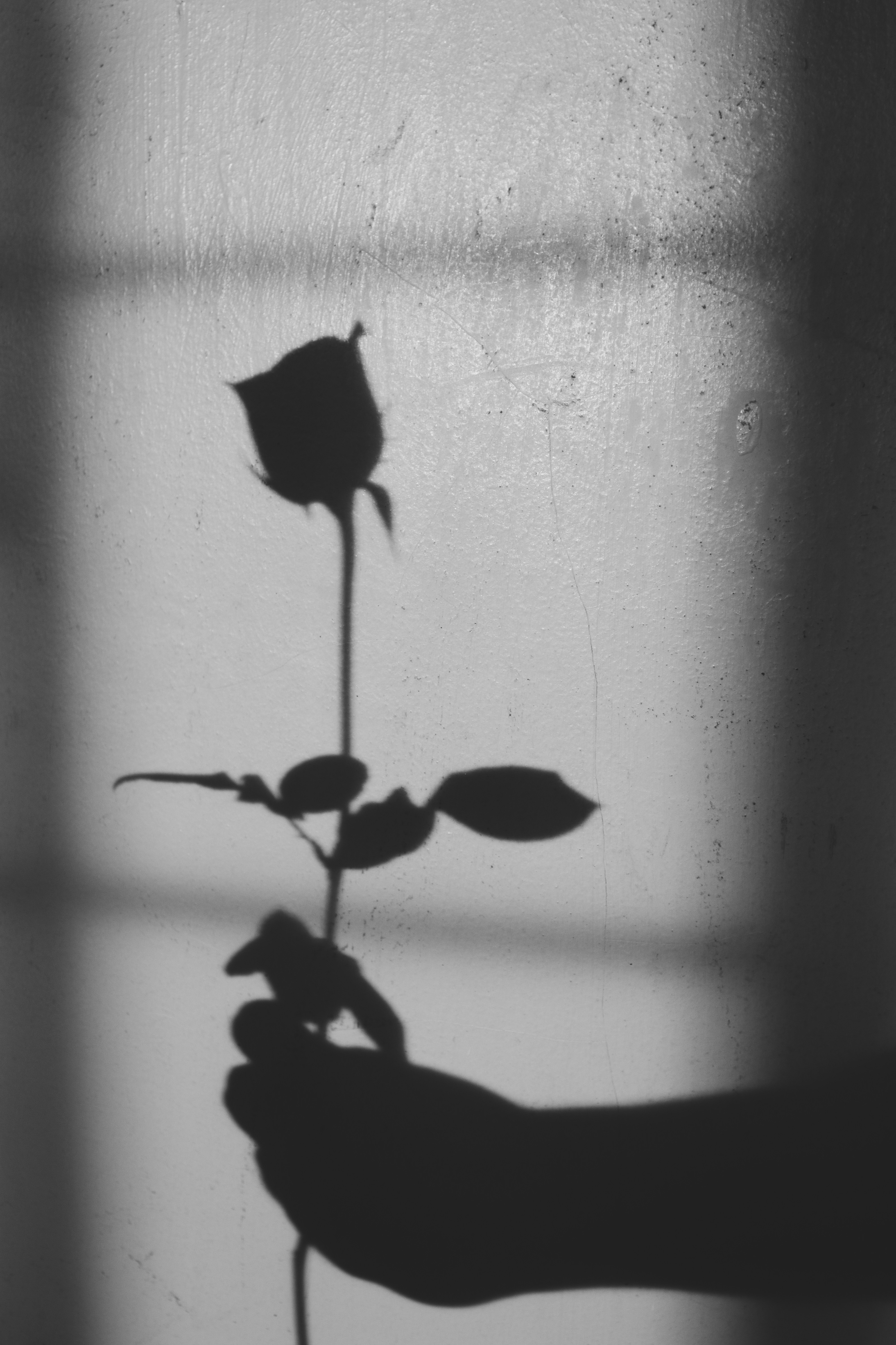 A black and white photo of a person holding a rose photo – Free Flower ...