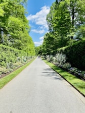 a paved road surrounded by lush green trees