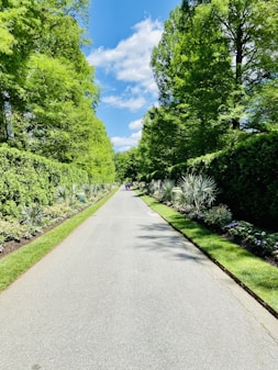 a paved road surrounded by lush green trees