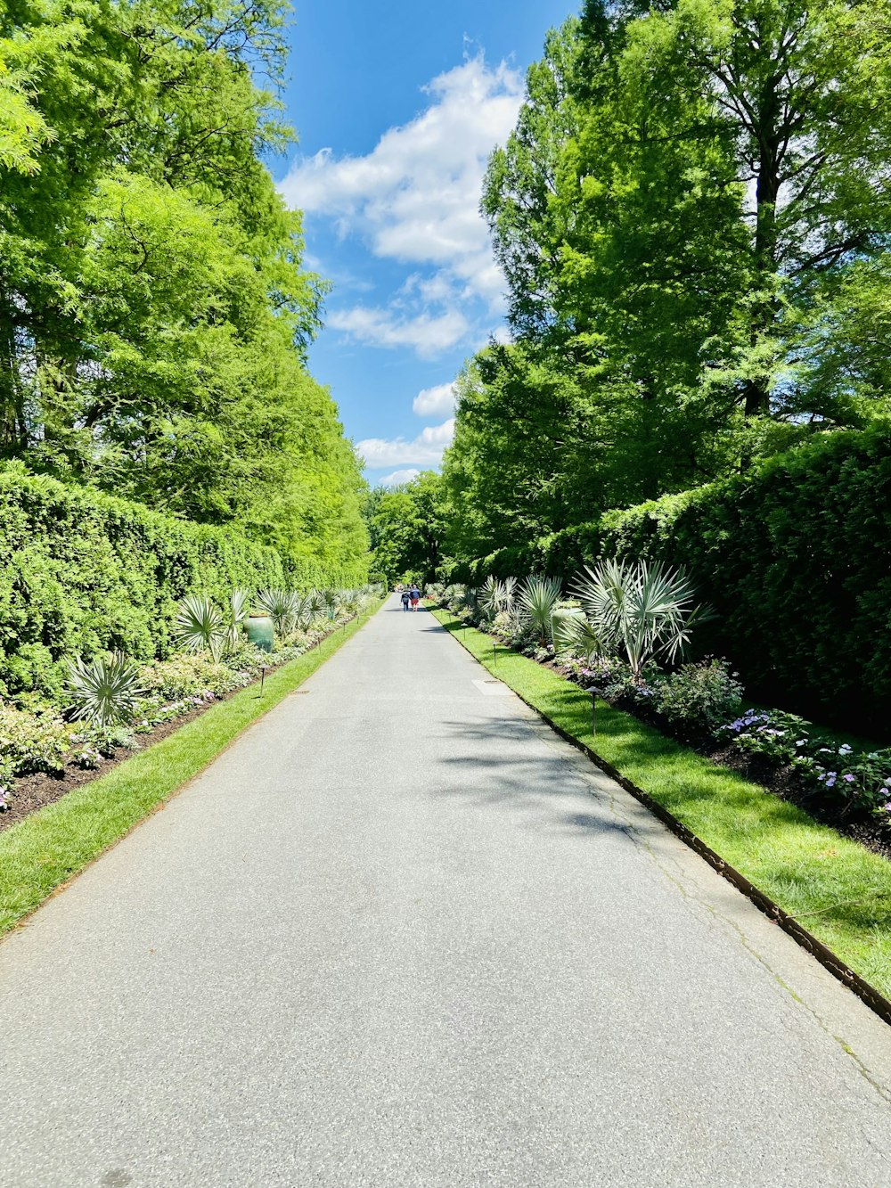 a paved road surrounded by lush green trees