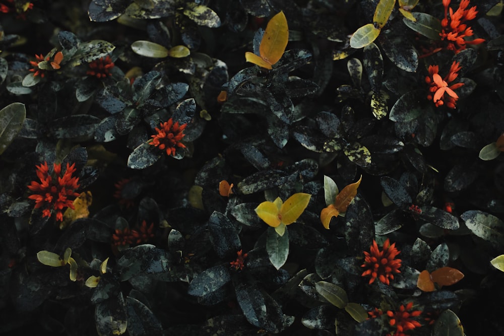 a close up of a bunch of leaves and flowers