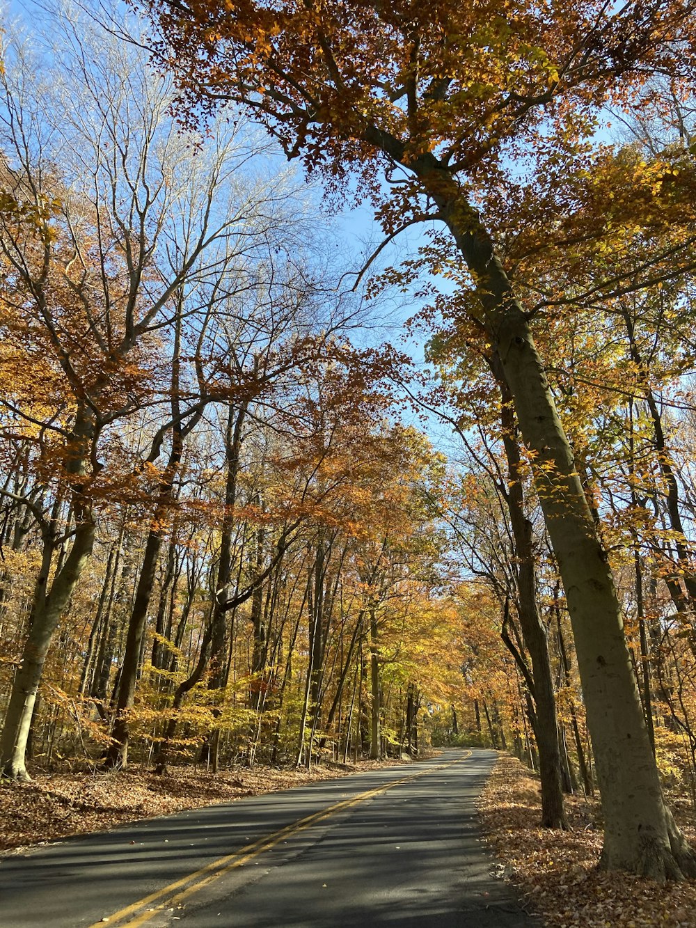 a road in the middle of a forest with lots of trees