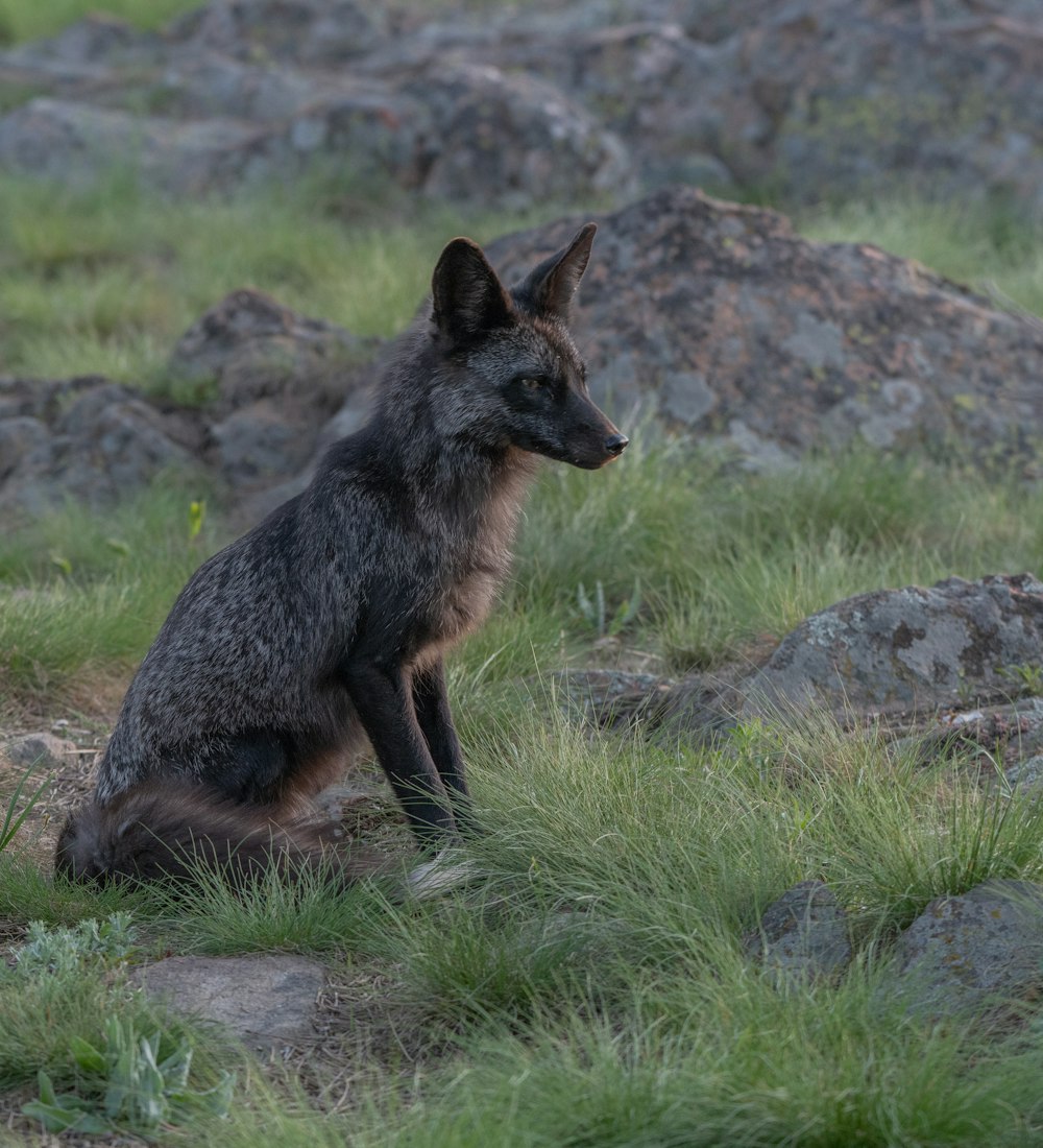 a black and gray fox sitting on top of a grass covered field