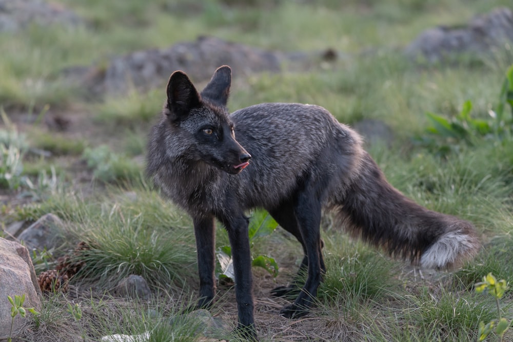 a gray fox standing on top of a grass covered field