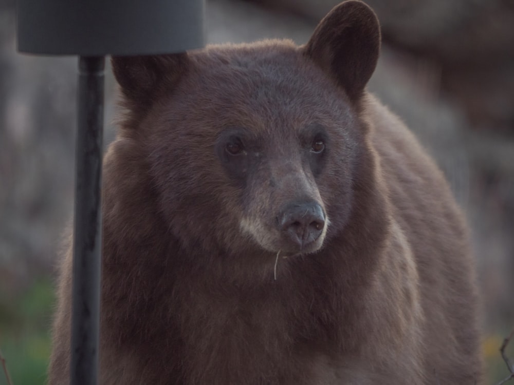 a large brown bear standing next to a lamp