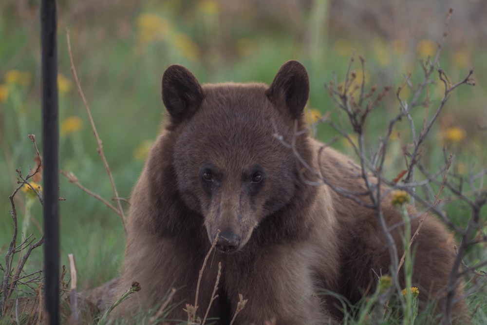 a brown bear is sitting in the grass