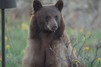 A playful moment with Little Bear looking curiously at the camera while Fire lounges nearby.