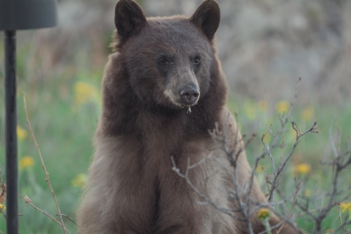 A playful moment with Little Bear looking curiously at the camera while Fire lounges nearby.