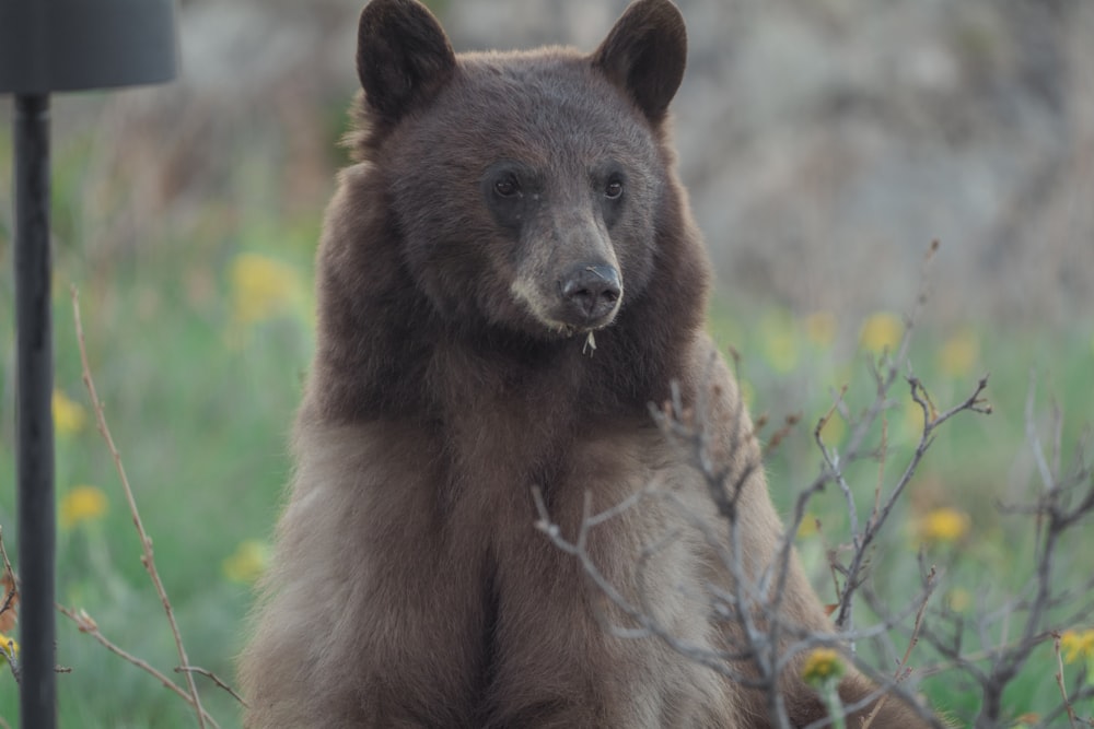 a large brown bear standing on its hind legs