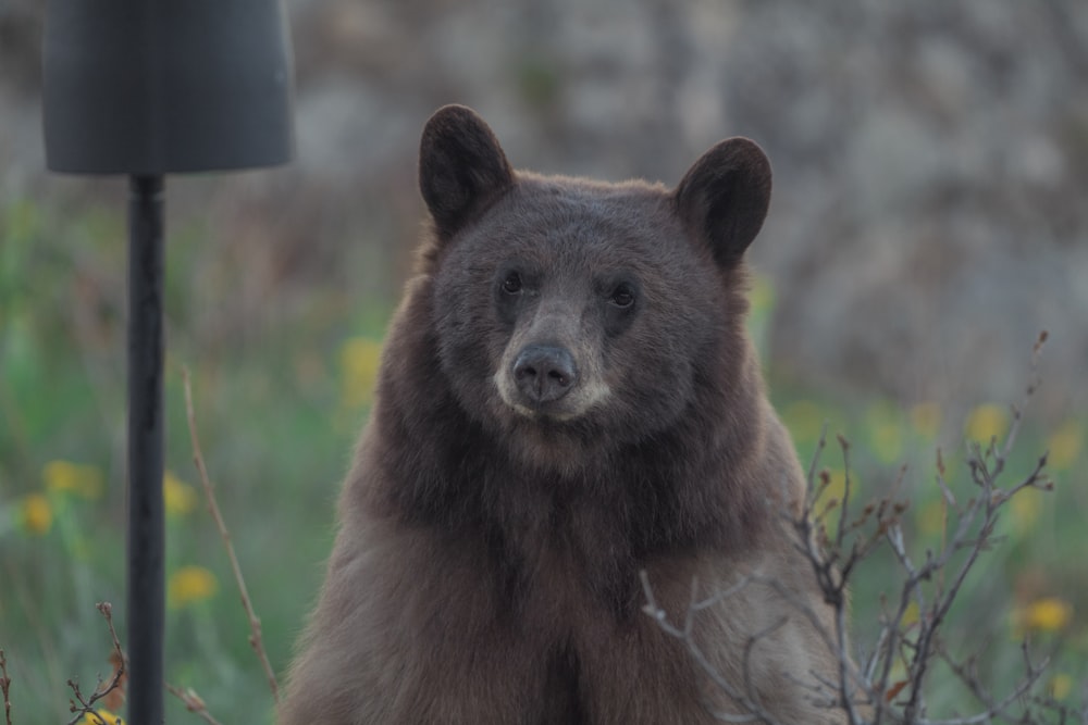 a large brown bear standing next to a lamp