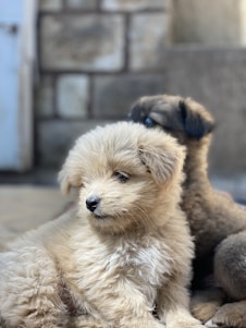 A playful Yorkie puppy and a fluffy French Bulldog sitting together on a soft blanket.