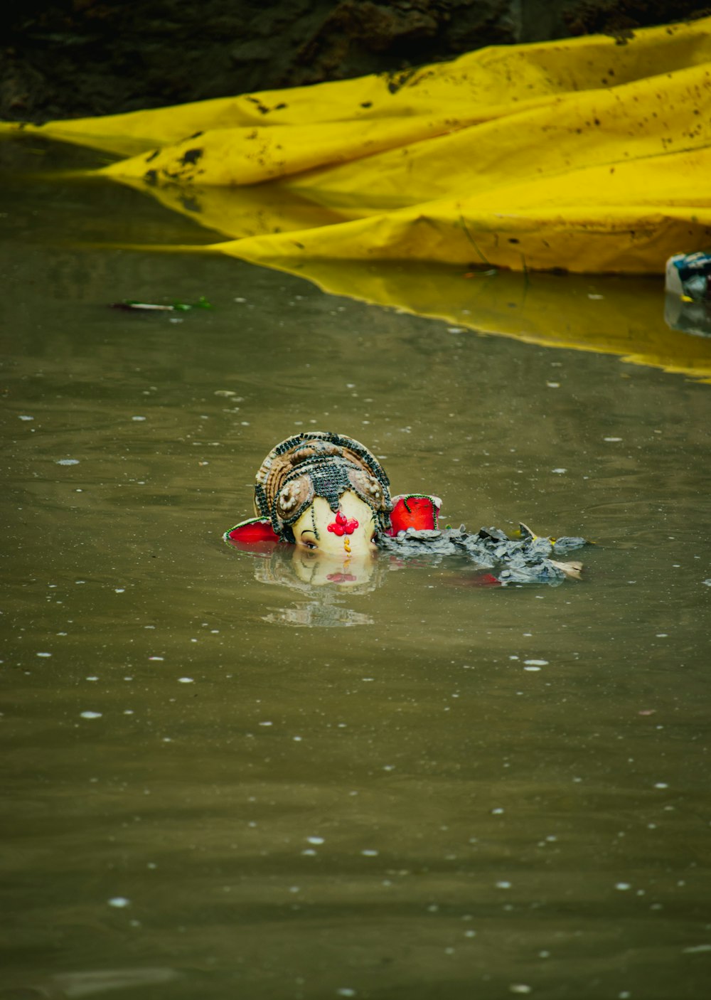 a dead bird floating in a body of water