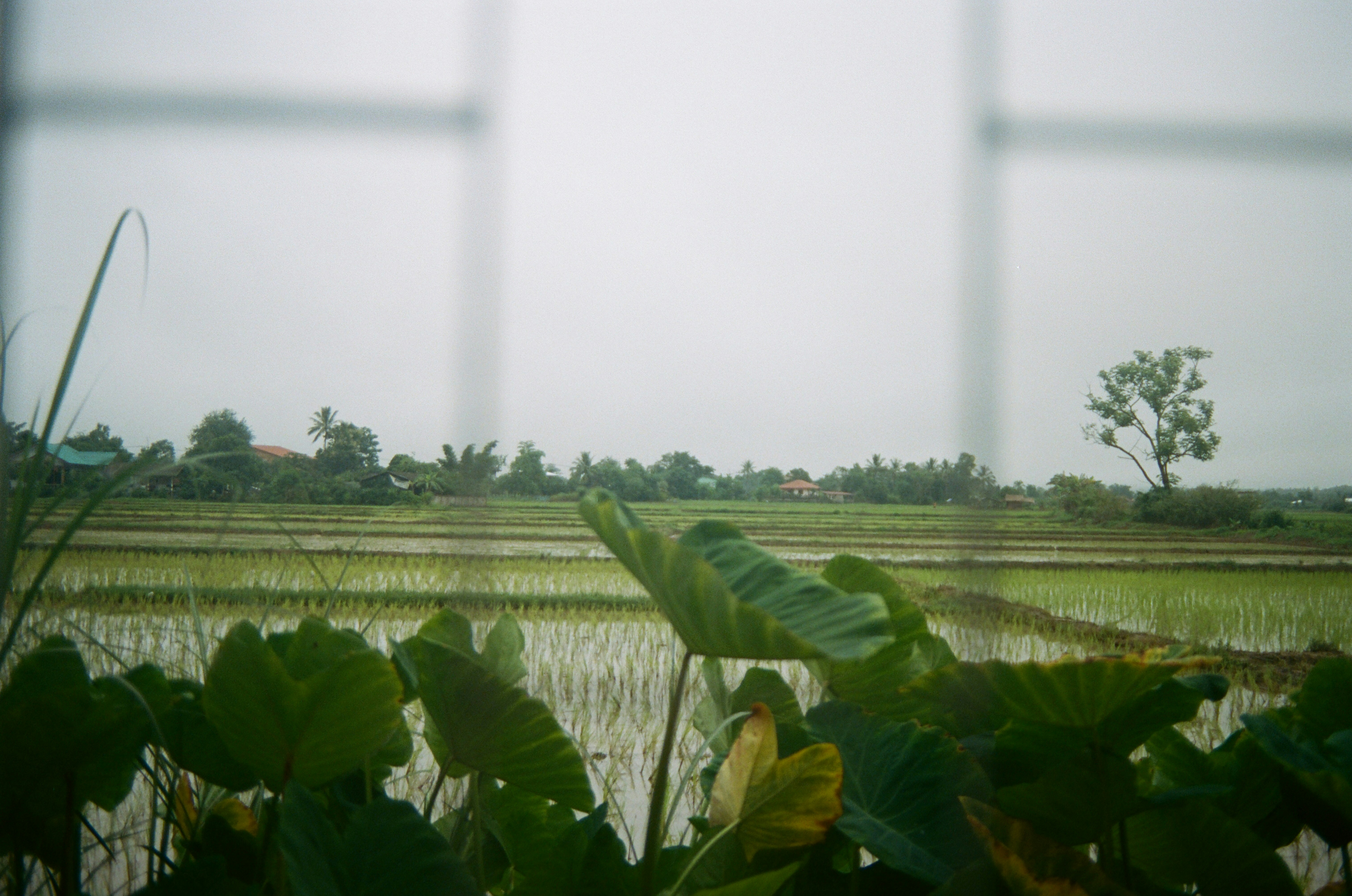 a view of a rice field through a window